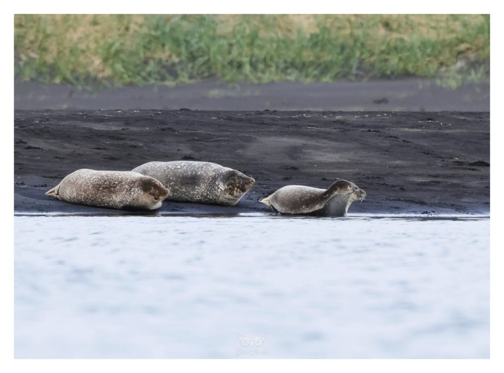 Foka pospolita (Phoca vitulina), 
Islandia 2026.06