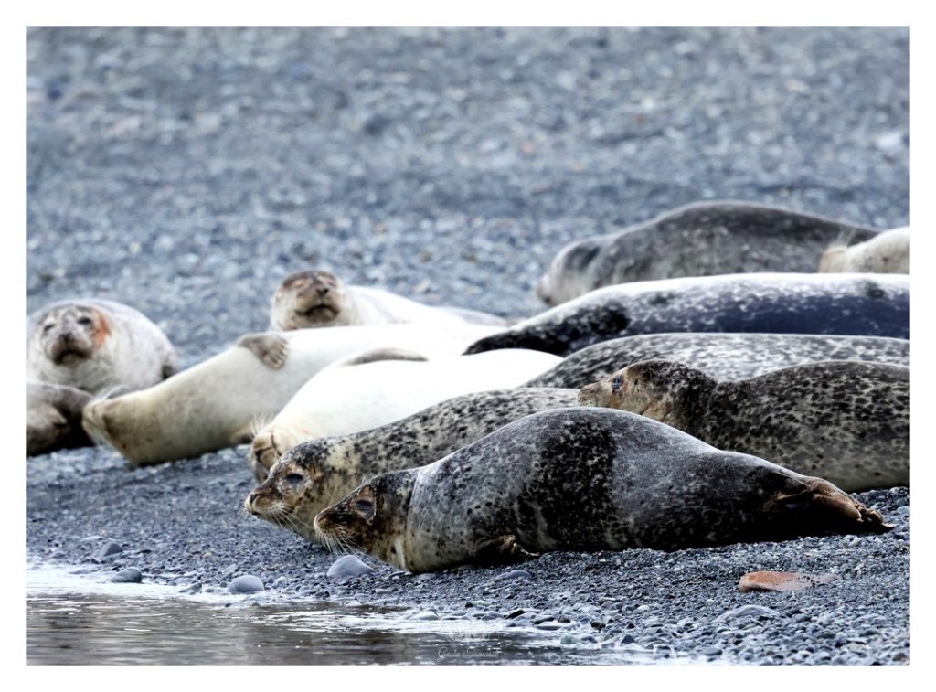 Foka pospolita (Phoca vitulina), Islandia 2026.06