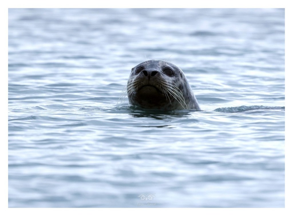 Foka pospolita (Phoca vitulina), 
Islandia 2026.06