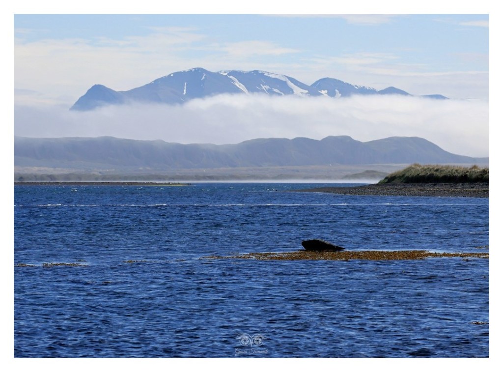 Foka pospolita (Phoca vitulina), 
Islandia 2026.06