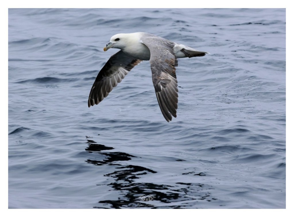 Fulmar (zwyczajny), petrel (Fulmarus glacialis), 
Islandia 2026.06