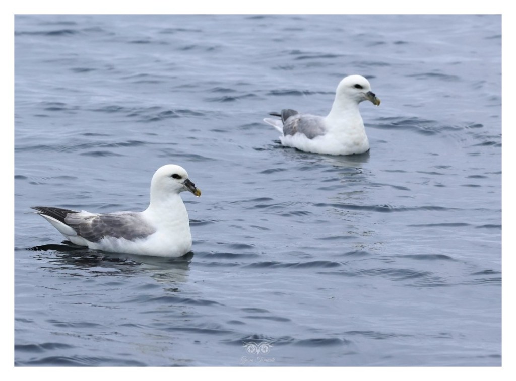 Fulmar (zwyczajny), petrel (Fulmarus glacialis), 
Islandia 2026.06