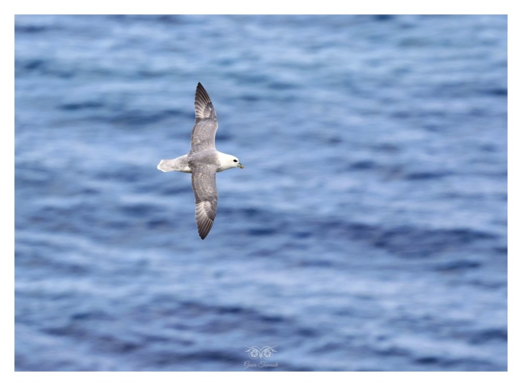 Fulmar (zwyczajny), petrel (Fulmarus glacialis), 
Islandia 2026.06