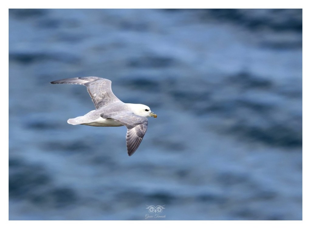 Fulmar (zwyczajny), petrel (Fulmarus glacialis), 
Islandia 2026.06
