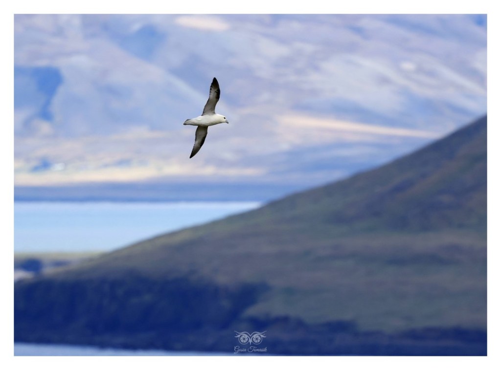 Fulmar (zwyczajny), petrel (Fulmarus glacialis), Islandia 2026.06