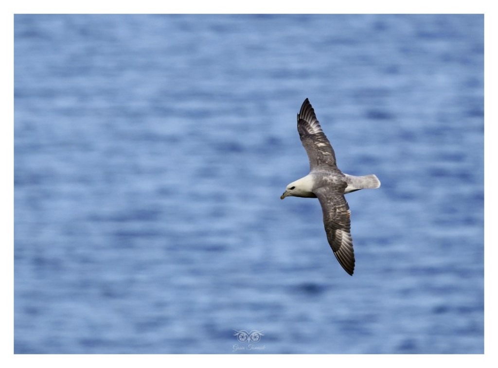 Fulmar (zwyczajny), petrel (Fulmarus glacialis), 
Islandia 2026.06
