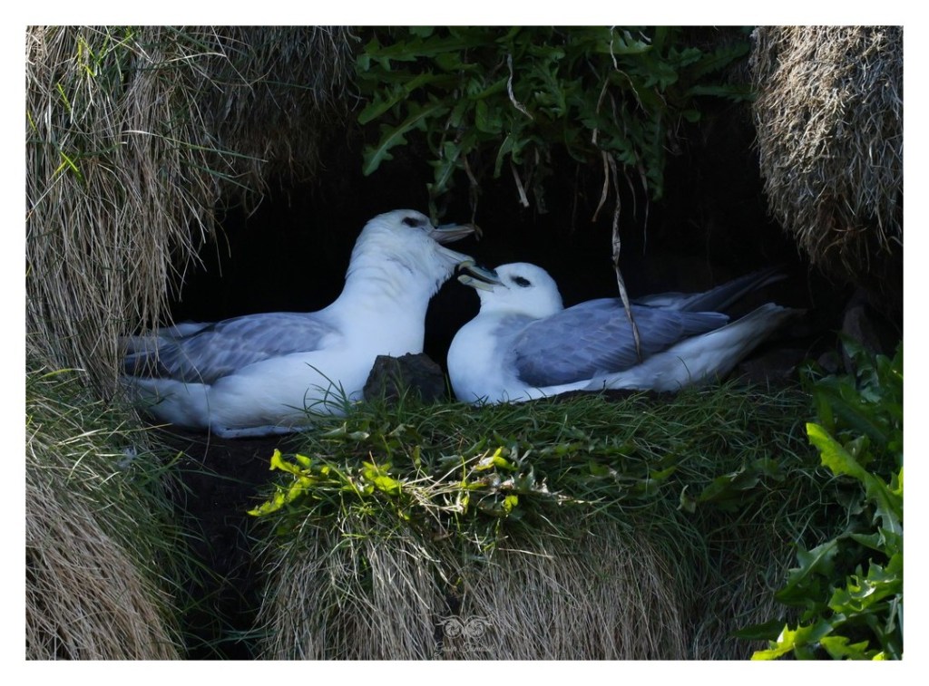 Fulmar (zwyczajny), petrel (Fulmarus glacialis), 
Islandia 2026.06