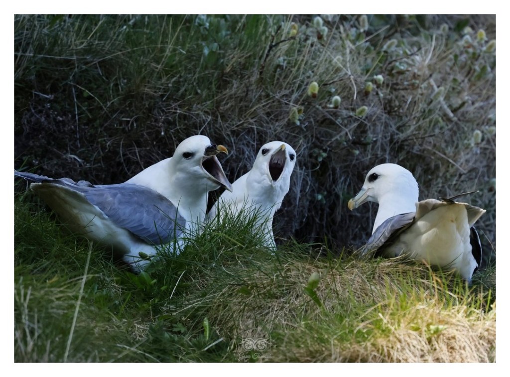 Fulmar (zwyczajny), petrel (Fulmarus glacialis), 
Islandia 2026.06