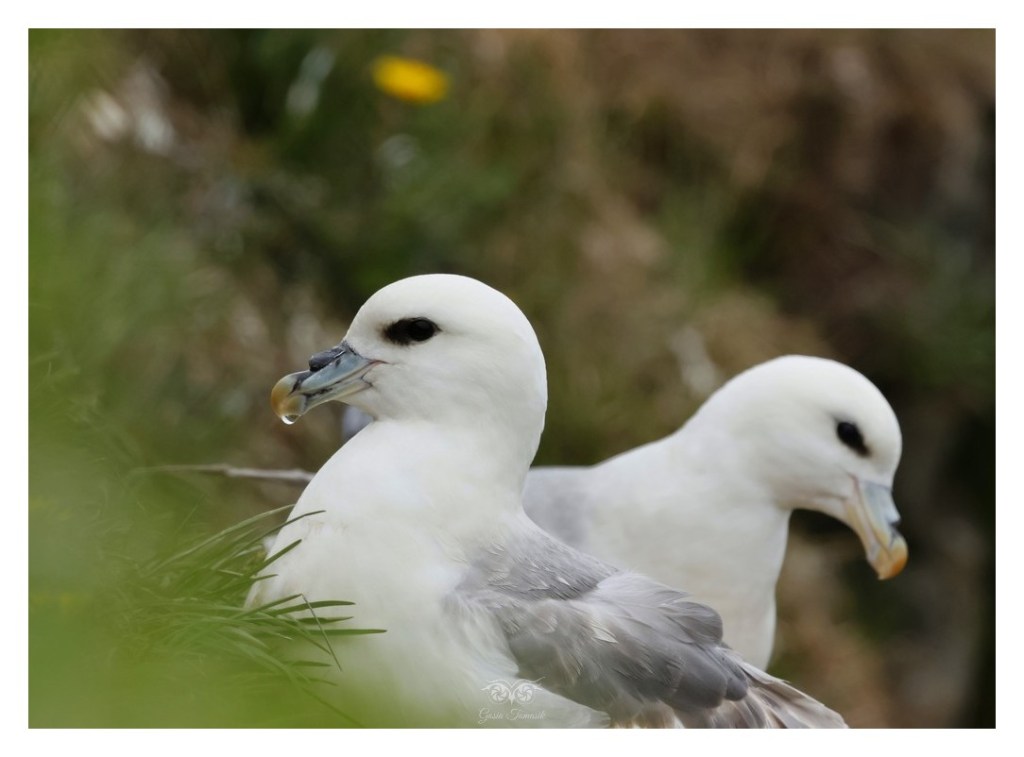 Fulmar (zwyczajny), petrel (Fulmarus glacialis), 
Islandia 2026.06