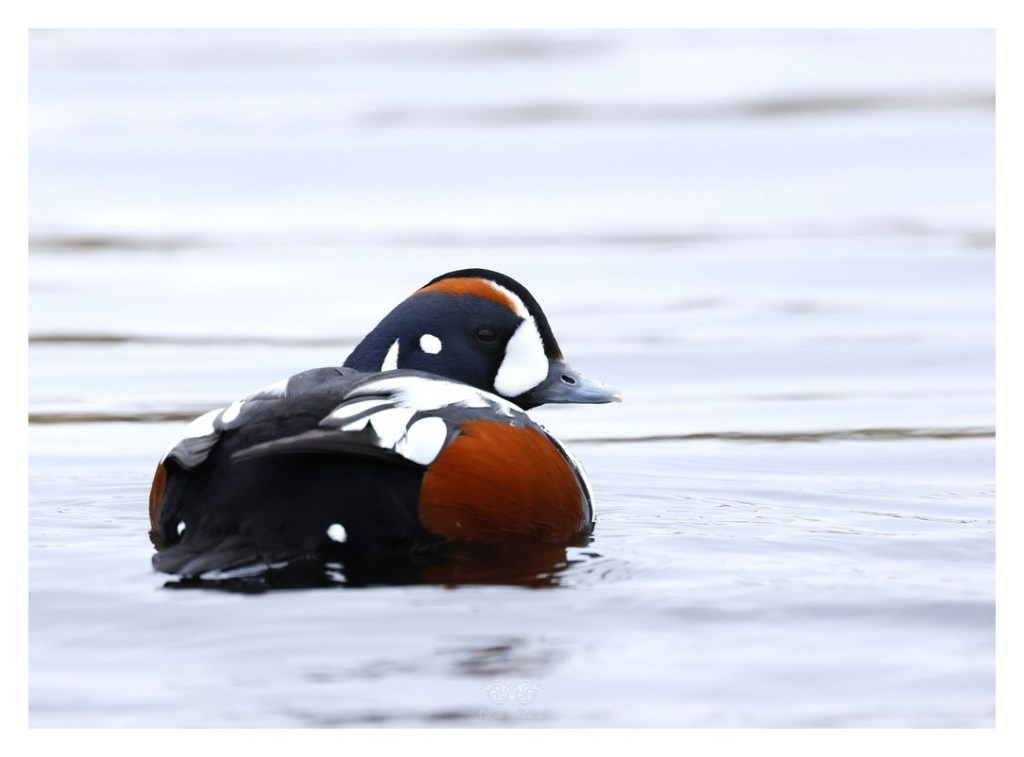 Kamieniuszka, kaczka wzorzysta (Histrionicus histrionicus), Islandia 2026.06