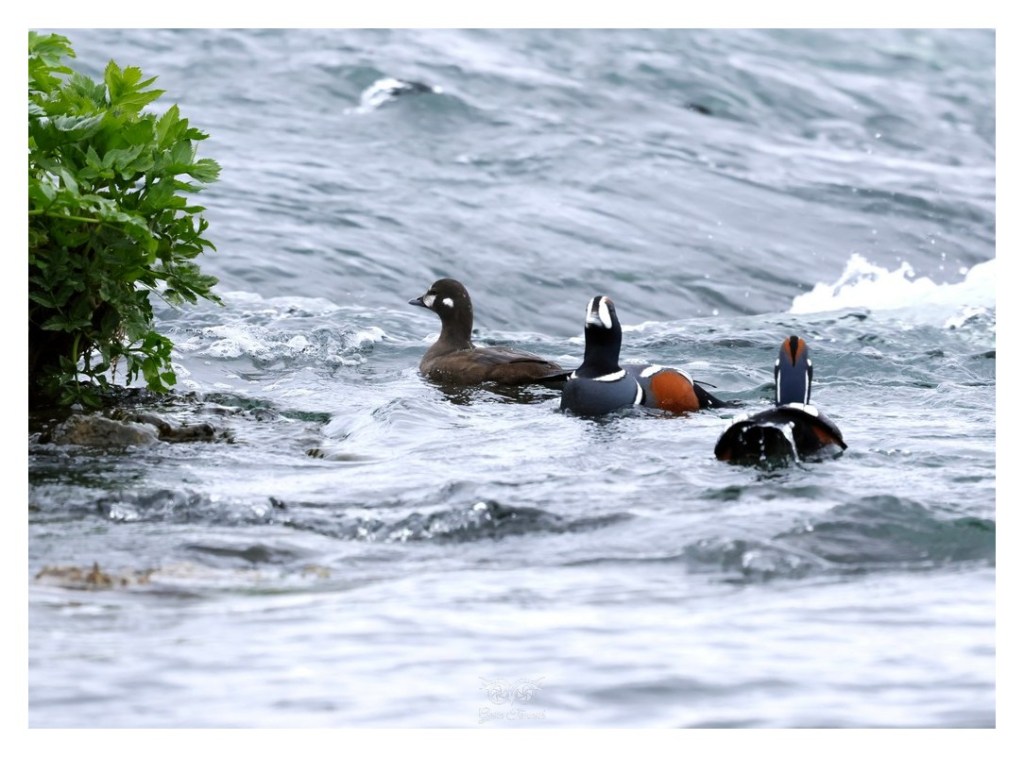 Kamieniuszka, kaczka wzorzysta (Histrionicus histrionicus), Islandia 2026.06