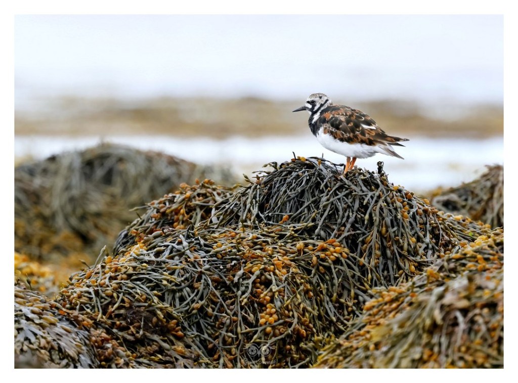 Kamusznik (zwyczajny) (Arenaria interpres), Islandia 2026.06