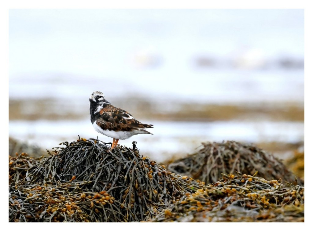 Kamusznik (zwyczajny) (Arenaria interpres), Islandia 2026.06