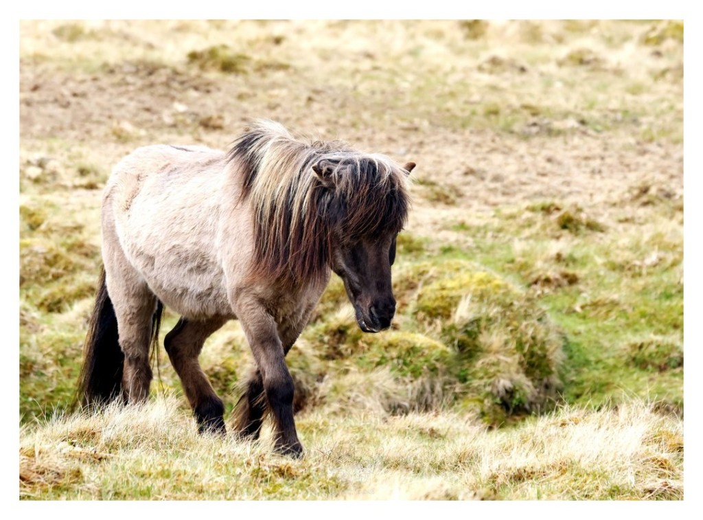 Koń islandzki, 
Islandia 2026.06