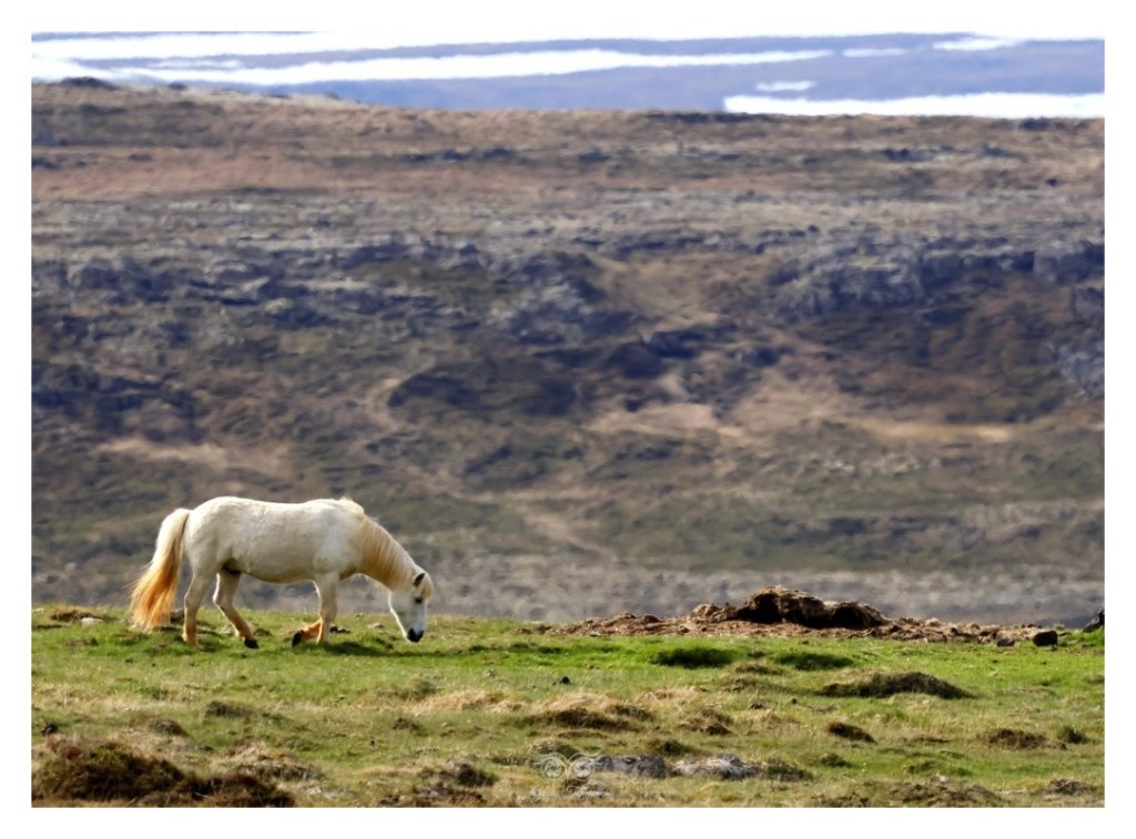 Koń islandzki, 
Islandia 2026.06