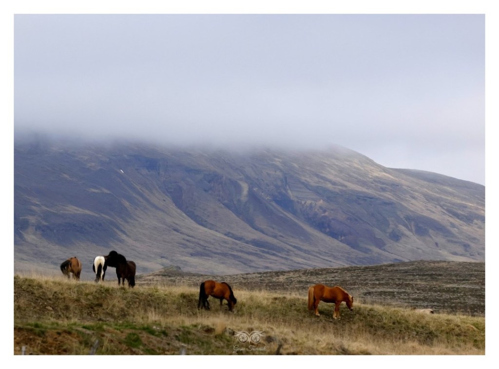 Koń islandzki, 
Islandia 2026.06