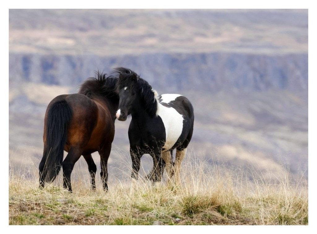 Koń islandzki, 
Islandia 2026.06
