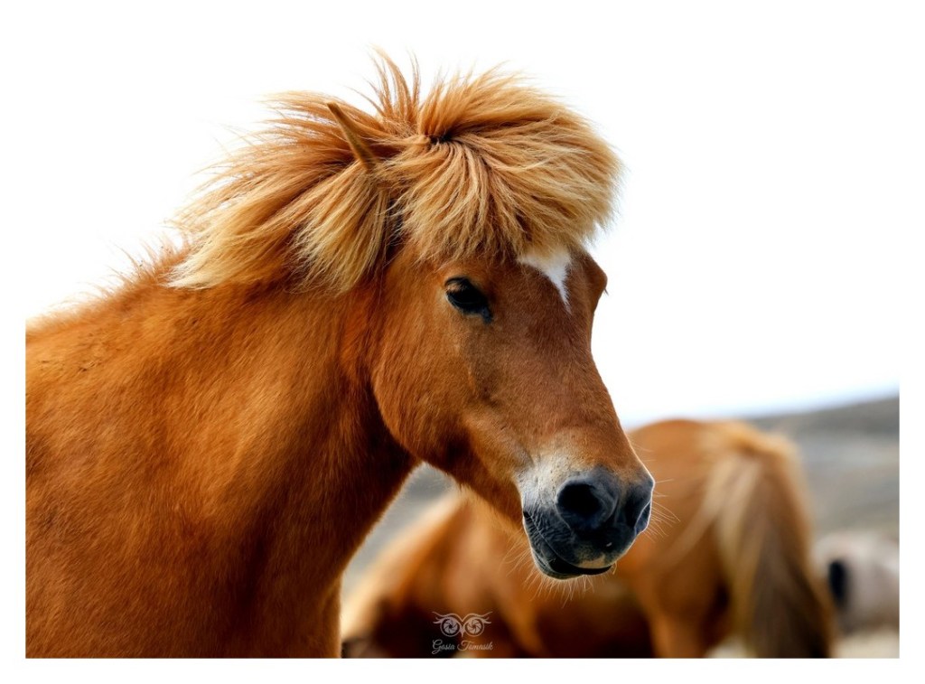 Koń islandzki, 
Islandia 2026.06