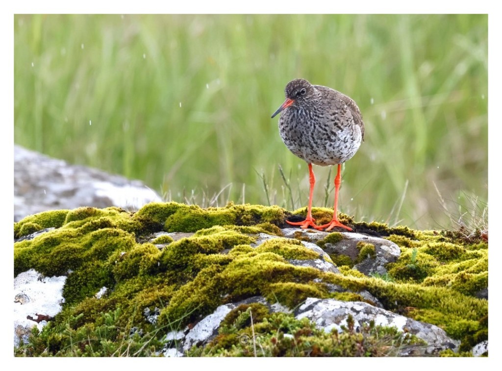 Krwawodziób, brodziec krwawodzioby (Tringa totanus),
Islandia 2026.06