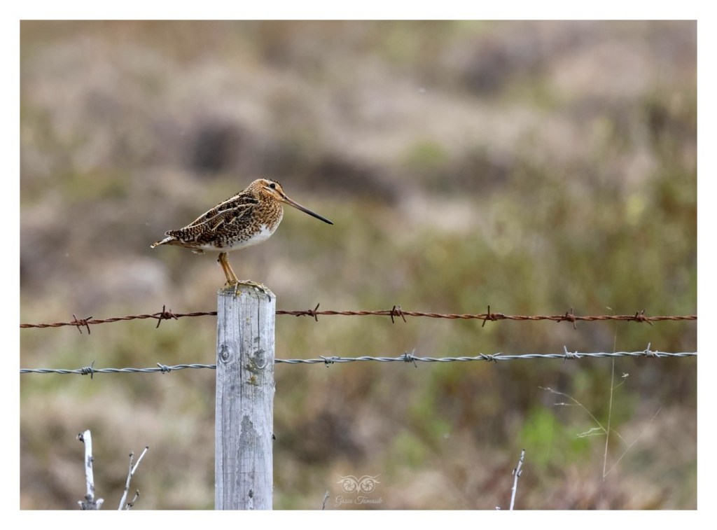 (Bekas) kszyk, bekas kszyk, bekas baranek (Gallinago gallinago), Islandia 2026.06