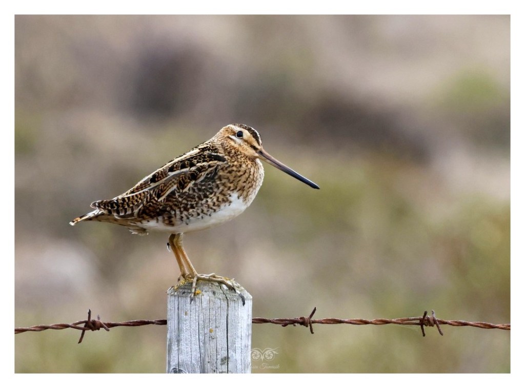 (Bekas) kszyk, bekas kszyk, bekas baranek (Gallinago gallinago), Islandia 2026.06