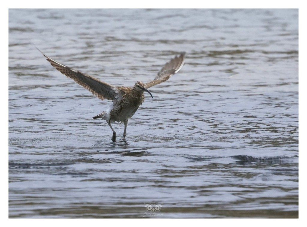 Kulik mniejszy (Numenius phaeopus),
Islandia 2026.06