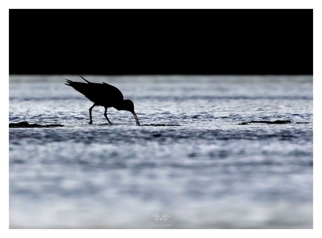 Kulik mniejszy (Numenius phaeopus),
Islandia 2026.06