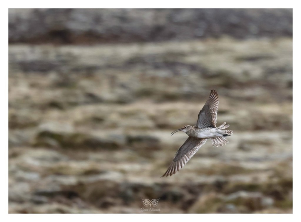 Kulik mniejszy (Numenius phaeopus),
Islandia 2026.06