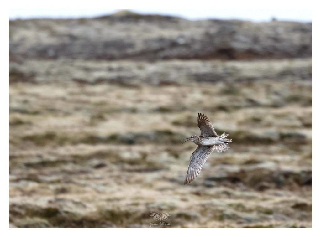 Kulik mniejszy (Numenius phaeopus),
Islandia 2026.06
