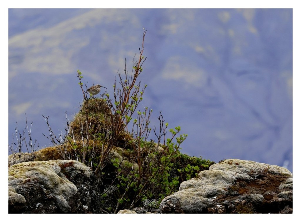 Kulik mniejszy (Numenius phaeopus), Islandia 2026.06