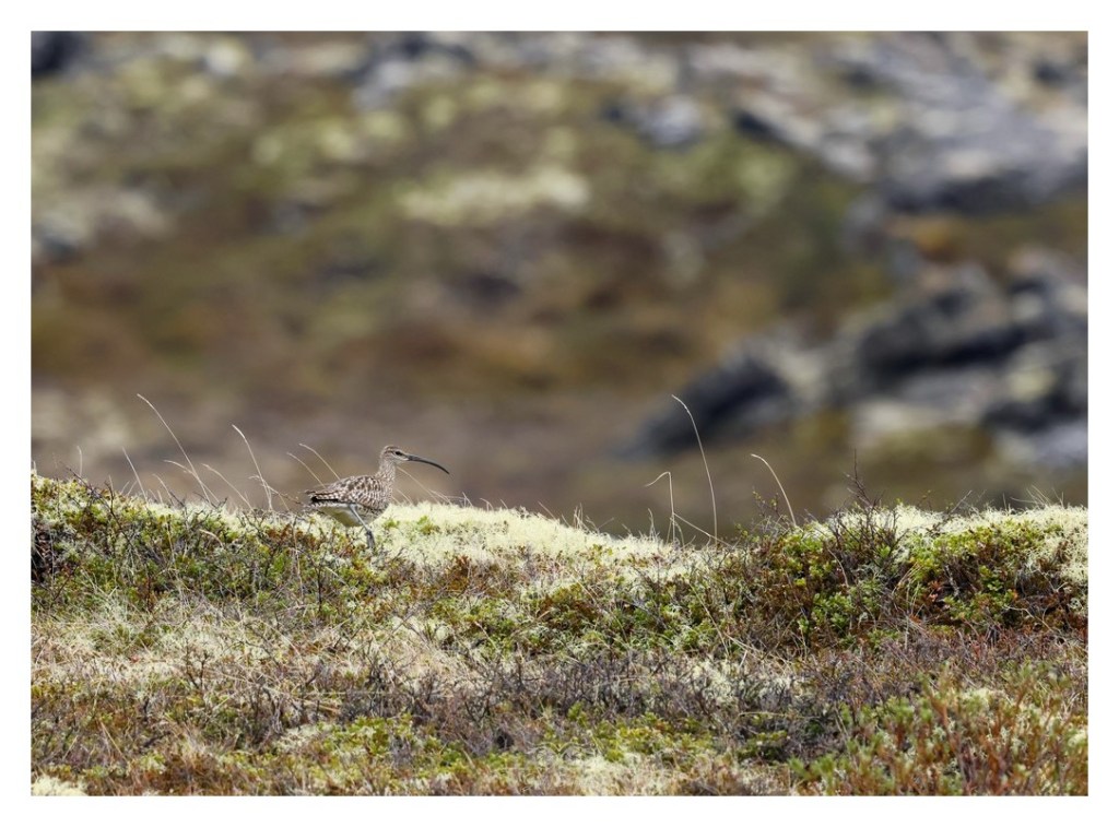 Kulik mniejszy (Numenius phaeopus),
Islandia 2026.06