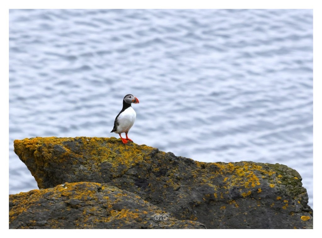 Maskonur (zwyczajny) (Fratercula arctica),
Islandia 2026.06