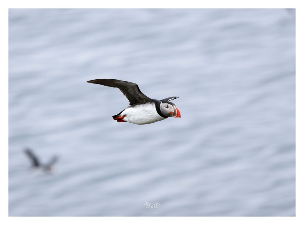 Maskonur (zwyczajny) (Fratercula arctica),
Islandia 2026.06