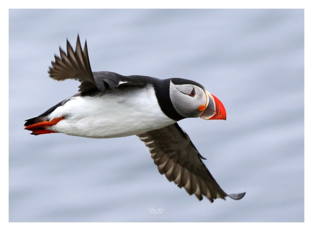 Maskonur (zwyczajny) (Fratercula arctica),
Islandia 2026.06