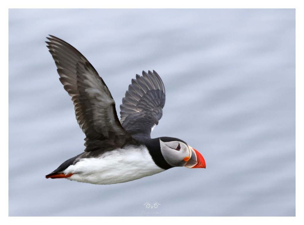 Maskonur (zwyczajny) (Fratercula arctica),
Islandia 2026.06