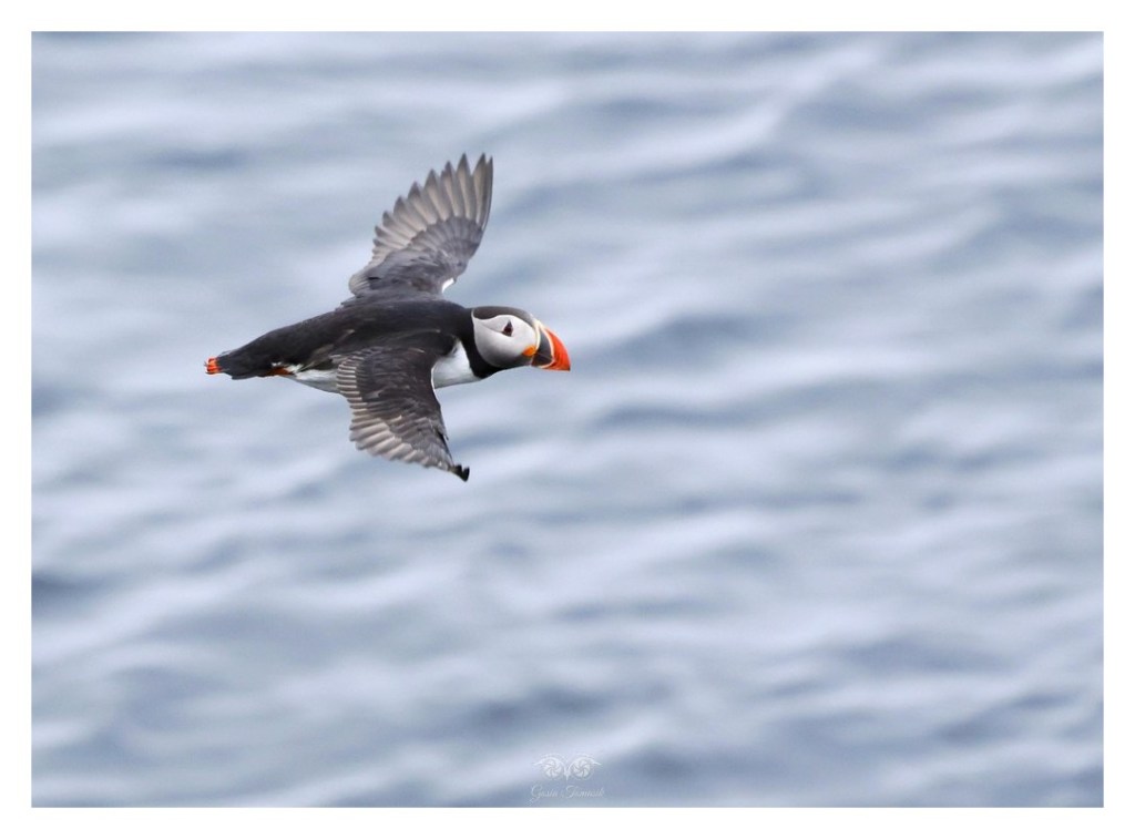Maskonur (zwyczajny) (Fratercula arctica),
Islandia 2026.06