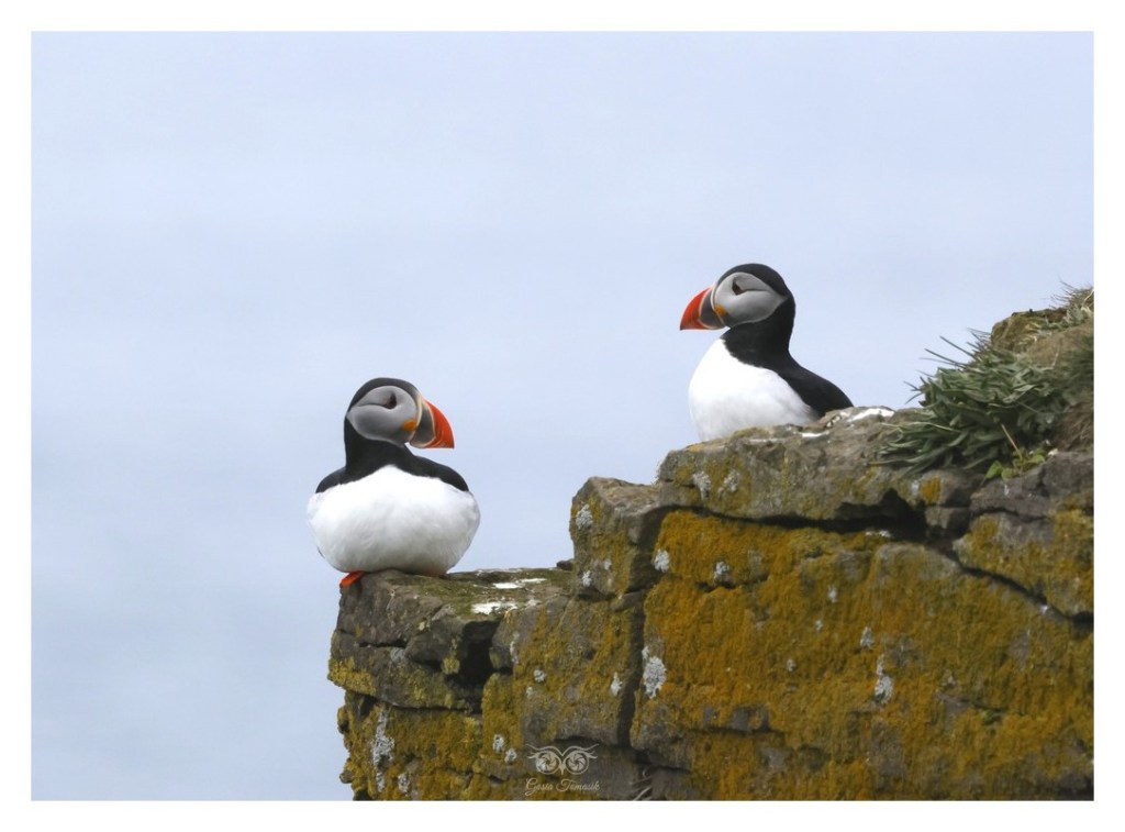 Maskonur (zwyczajny) (Fratercula arctica),
Islandia 2026.06