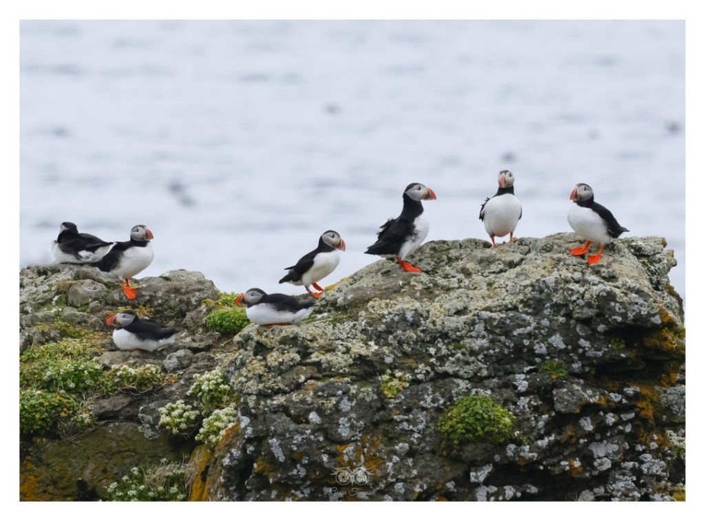Maskonur (zwyczajny) (Fratercula arctica),
Islandia 2026.06