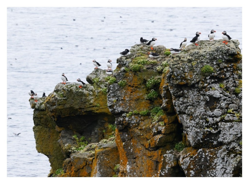 Maskonur (zwyczajny) (Fratercula arctica),
Islandia 2026.06