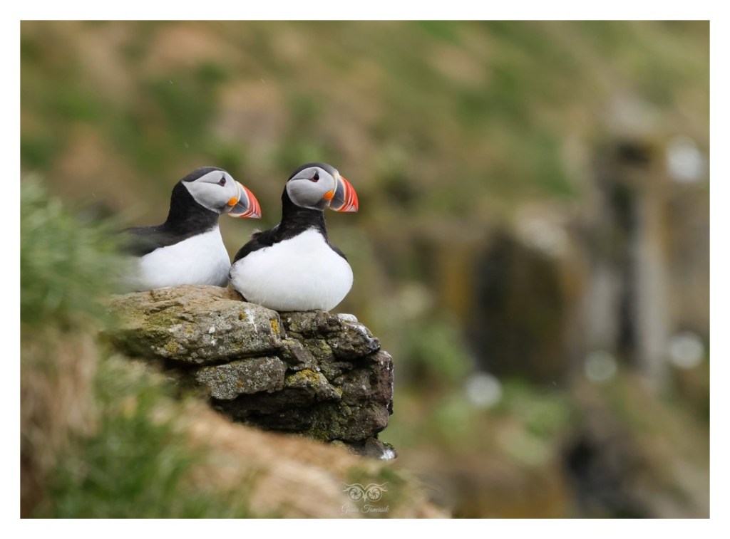 Maskonur (zwyczajny) (Fratercula arctica), Islandia 2026.06