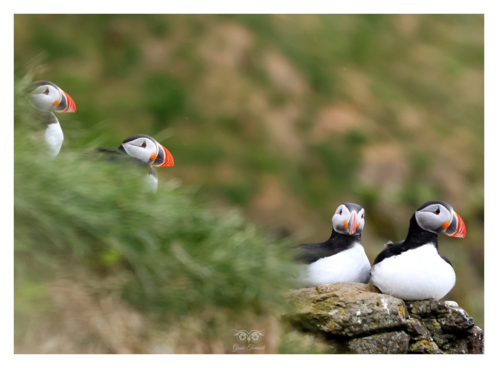 Maskonur (zwyczajny) (Fratercula arctica),
Islandia 2026.06