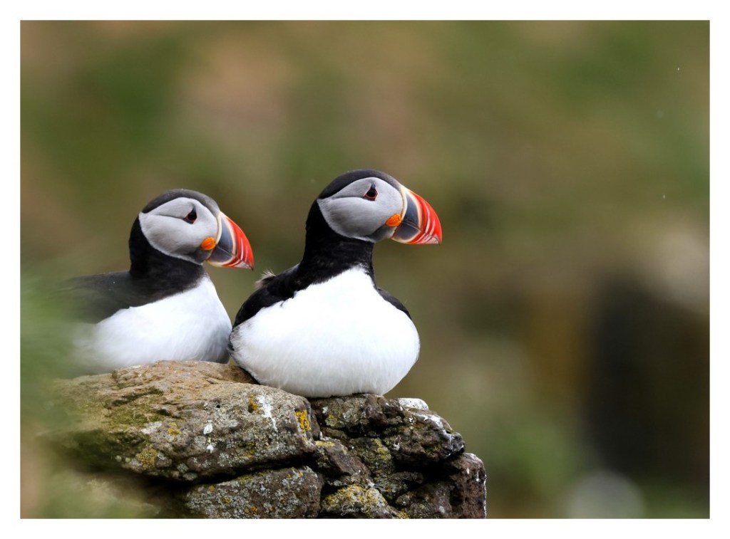 Maskonur (zwyczajny) (Fratercula arctica),
Islandia 2026.06