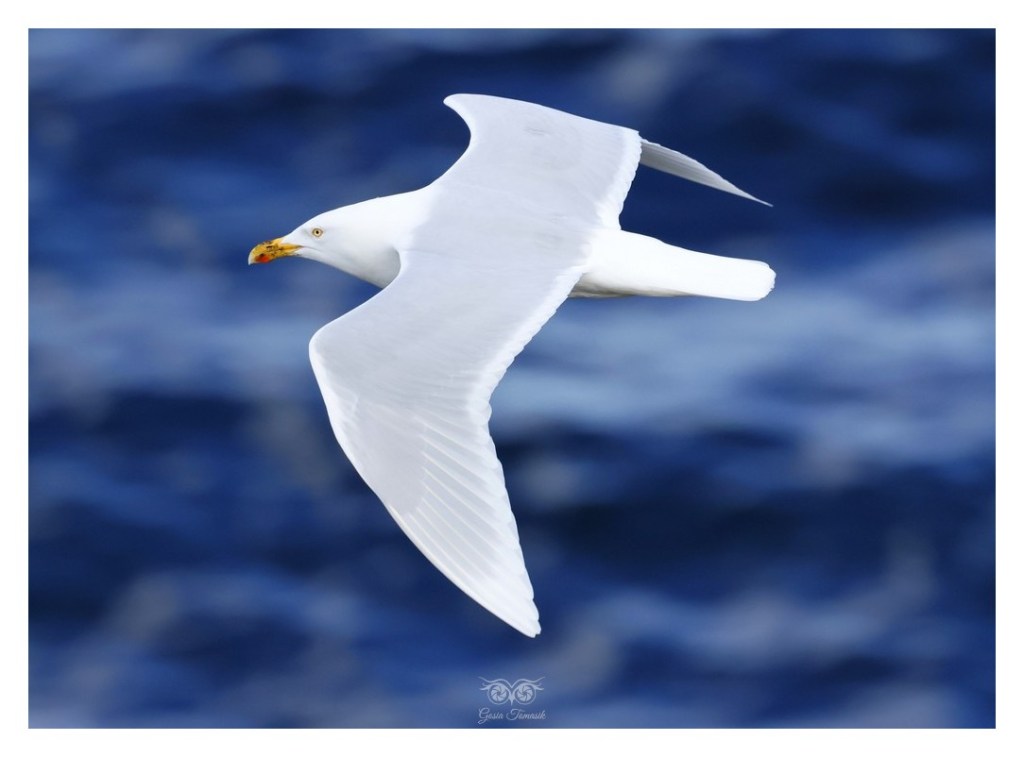 Mewa blada (Larus hyperboreus), Islandia 2026.06