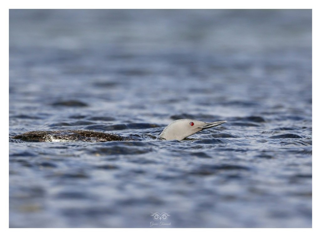 Nur rdzawoszyi (Gavia stellata),
Islandia 2026.06