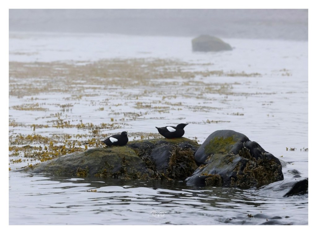 Nurnik (zwyczajny), nurnik białoskrzydły (Cepphus grylle), Islandia 2026.06