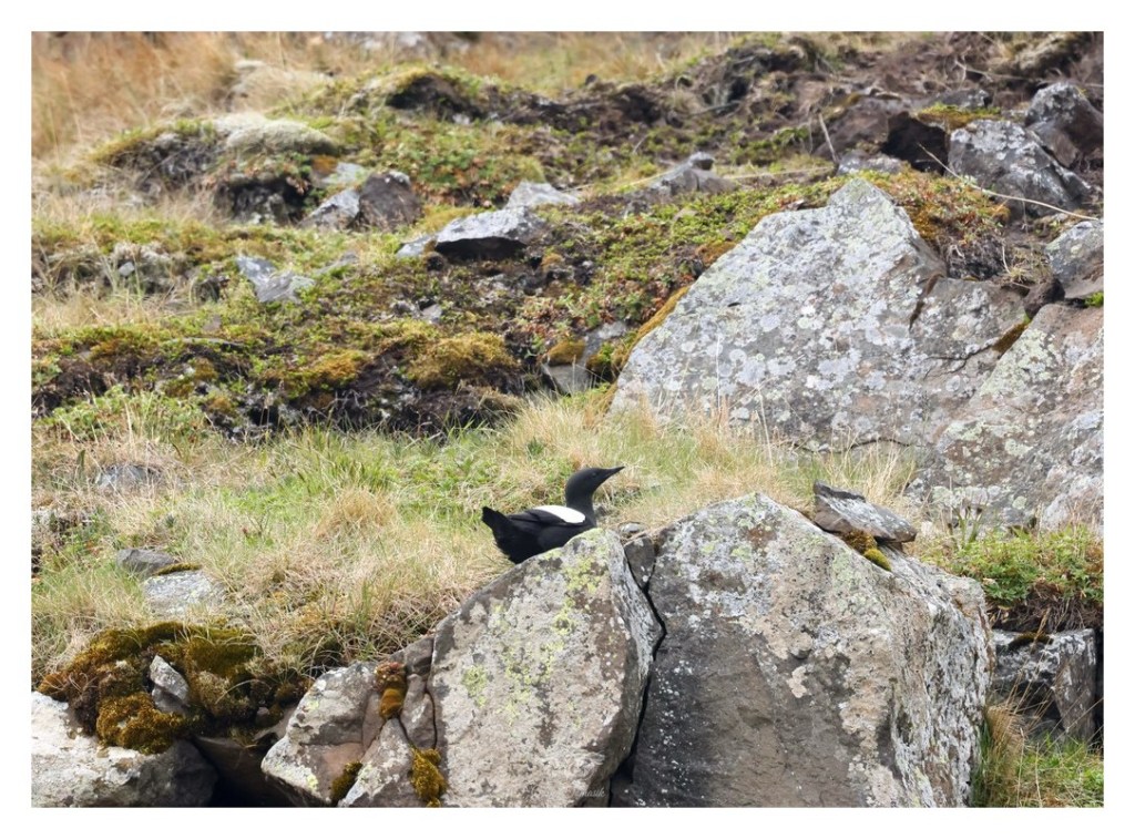 Nurnik (zwyczajny), nurnik białoskrzydły (Cepphus grylle), Islandia 2026.06