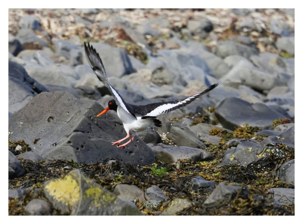 Ostrygojad (zwyczajny) (Haematopus ostralegus), Islandia 2026.06