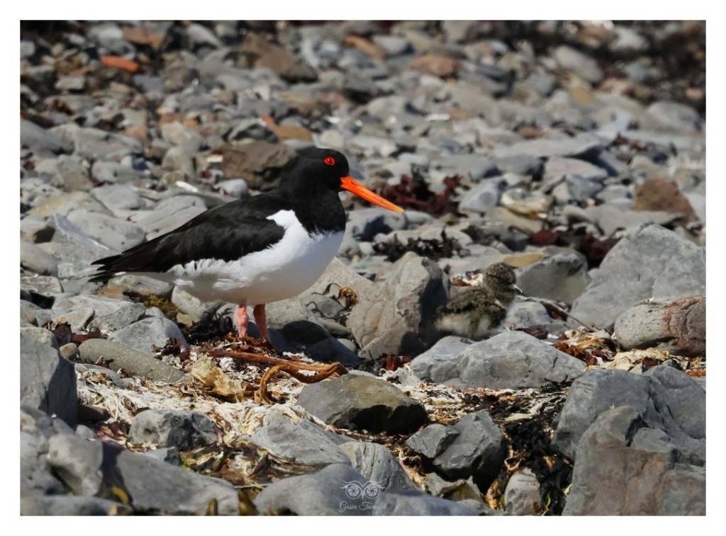 Ostrygojad (zwyczajny) (Haematopus ostralegus), Islandia 2026.06
