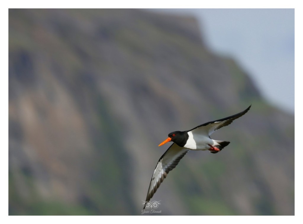 Ostrygojad (zwyczajny) (Haematopus ostralegus), Islandia 2026.06