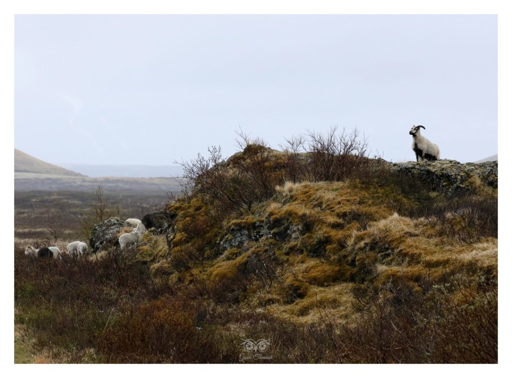 Owca islandzka, 
Islandia 2026.06